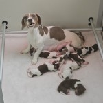 Gladharige dwerg piebald teckel pup